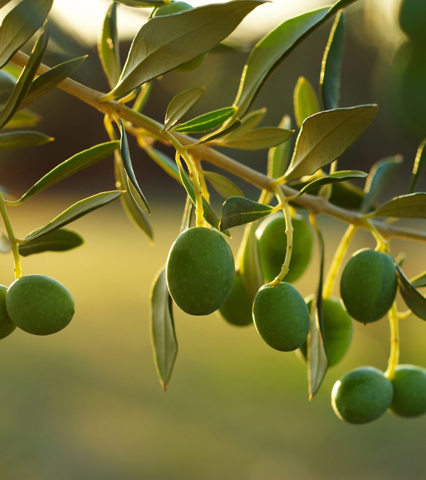 zeytin